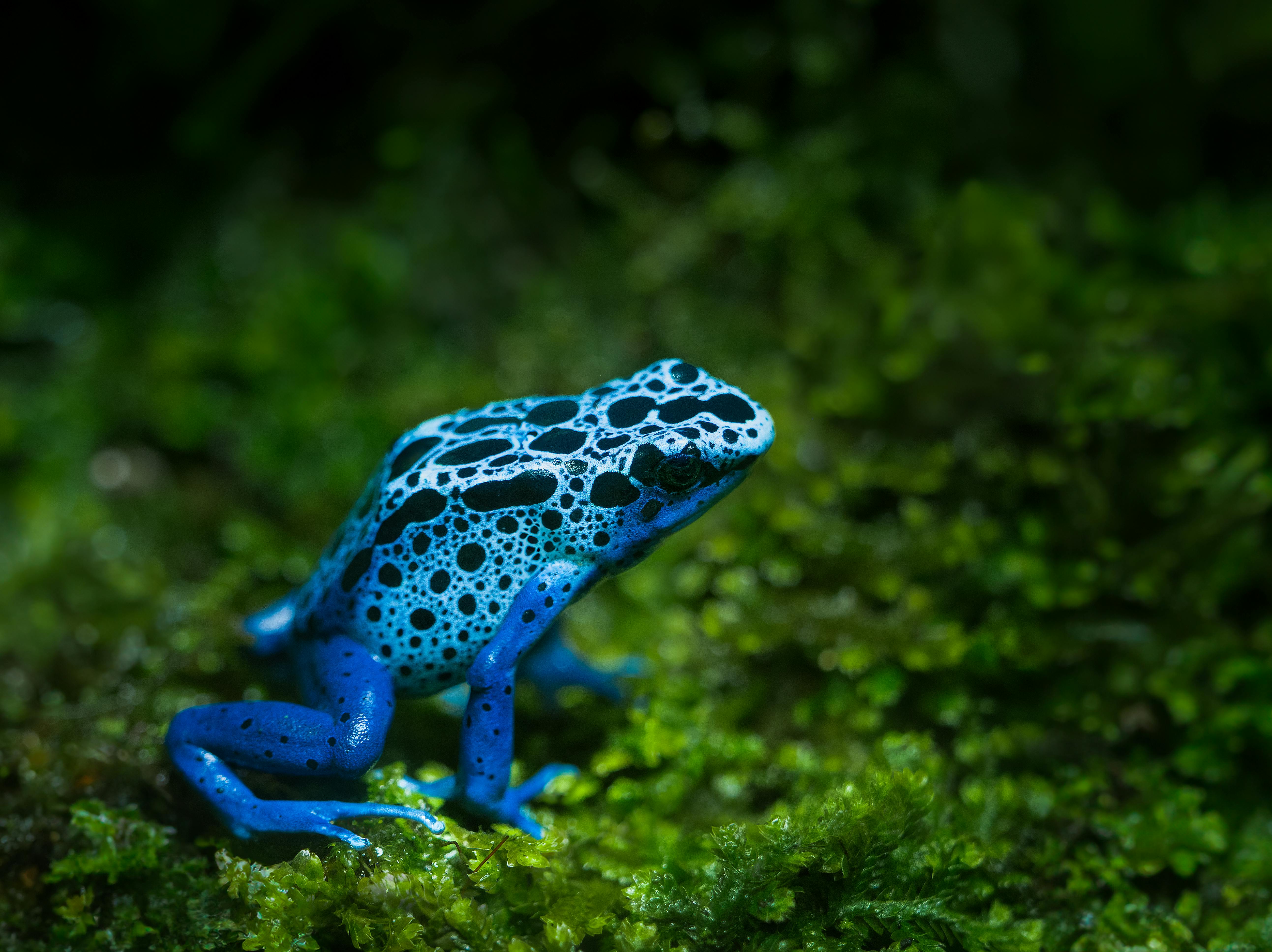 Rana flecha Azul